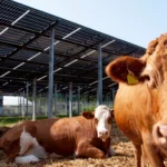 Kuehe_Agri_PV