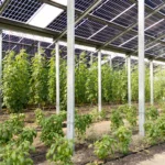 Pflanzen_Agri_PV