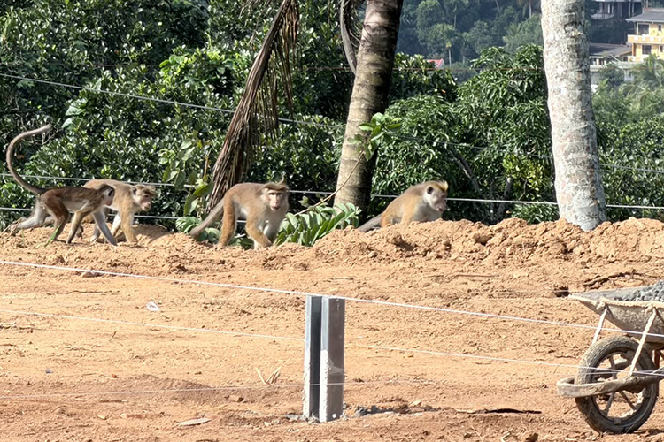 Affen auf der Baustelle
