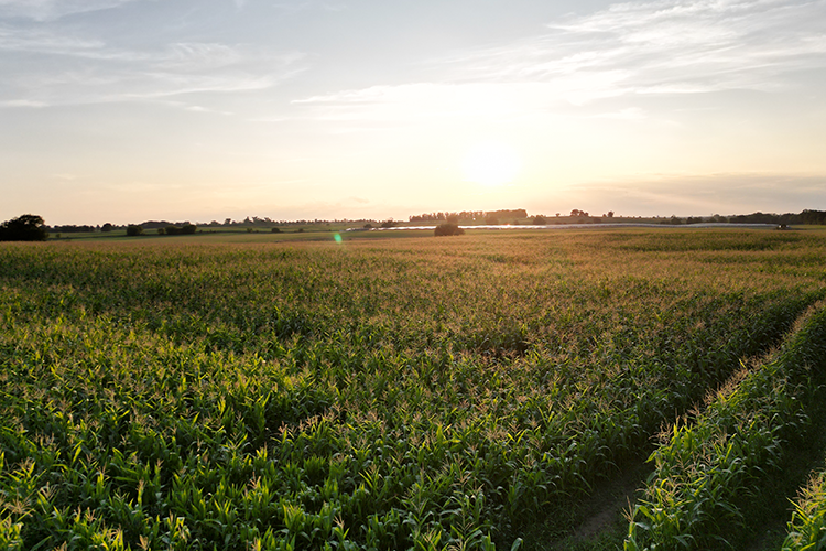 maisfeld agri pv